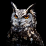 owl wallpapers android application logo